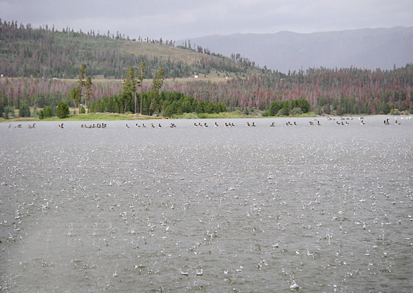 Nước mưa nhiễm vi nhựa đang ngày một phổ biến

